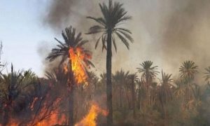 حريق مهول يأتي على أعداد كبيرة من أشجار  النخيل بواحة ” بكلميم“