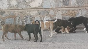 وزير الداخلية  يكشف خطة للقضاء على الكلاب غير المصحوبة في شوارع مراكش
